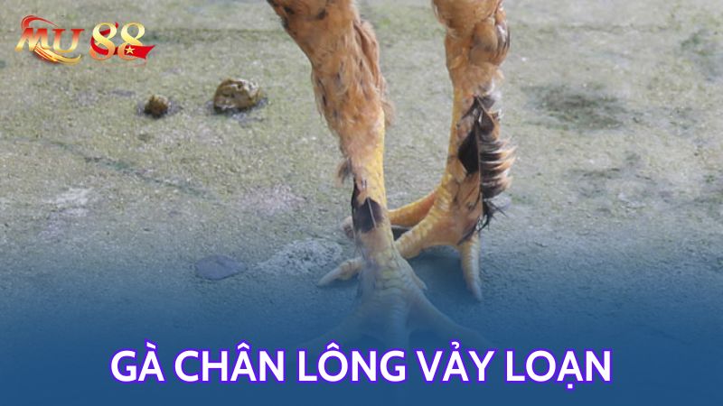 Giới thiệu về gà chân lông vảy loạn